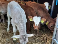 公牛, Simmental cattle — 照片 3