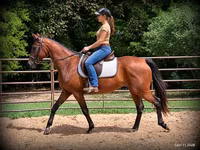 Бие, Standardbred — 2-сурет