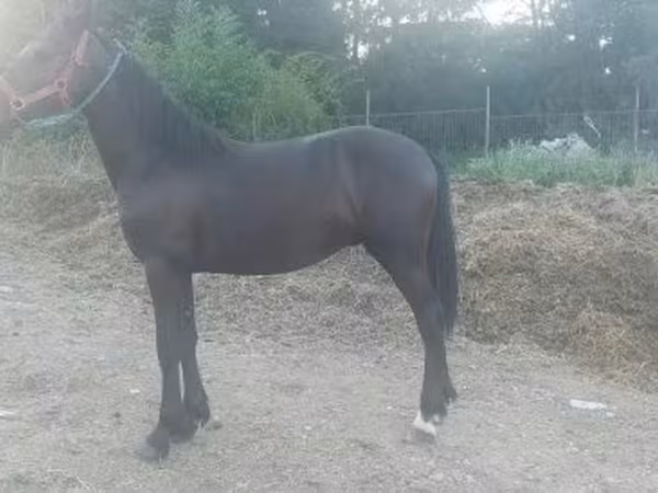 Hing, Friesian
