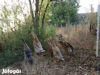 إنديان رانر — الصورة 5