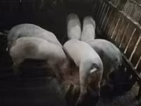 नर सूअर, सूअर — फ़ोटो 1