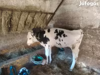 Tehén, Russian Black pied cattle — 1. fotó