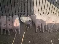 Sow, Pigs — photo 4
