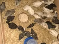 Turkeys — 照片 4
