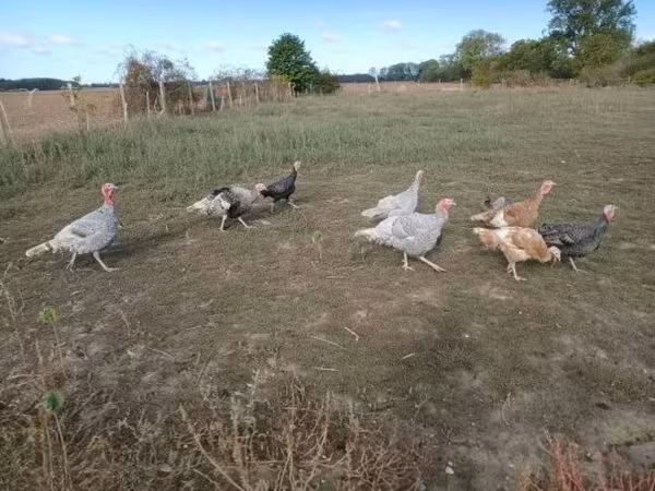 Turkeys — Węgry