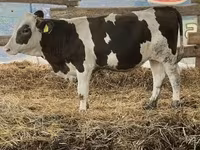 ثور, Russian Black pied cattle — الصورة 2