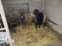 भेड़, Hissar sheep — फ़ोटो 2