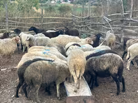 भेड़, भेड़ — फ़ोटो 3