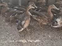 Ducks — photo 1
