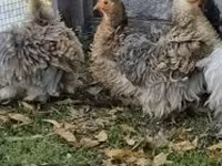 Pekin Bantam — 2. fotó