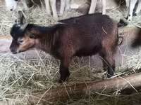 公山羊, Goats — 照片 5
