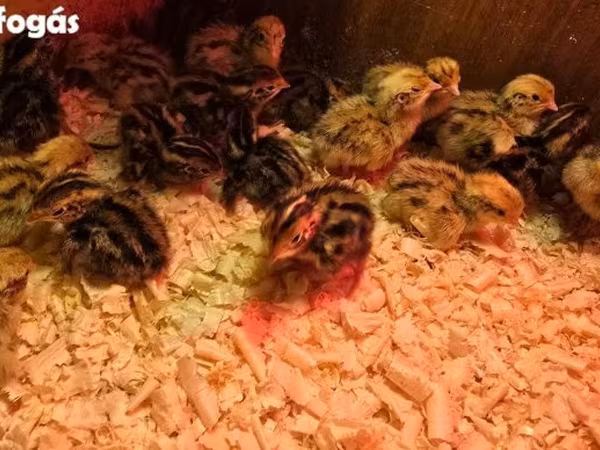 Quails — Magyarország