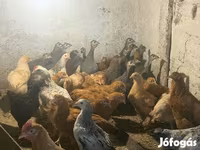 Guinea fowl — Foto 5