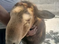 Carneiro, Arashan sheep — foto 1