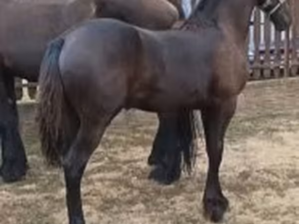 Kanca, Friesian