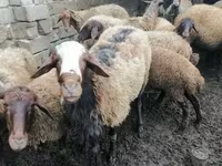 كبش, الأغنام — الصورة 1