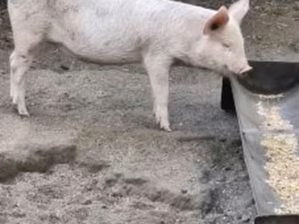 मादा सूअर, Вьетнамская вислобрюхая