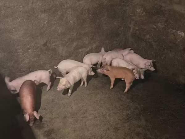 Boar, Pigs