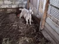 Cabro, Cabras — foto 1