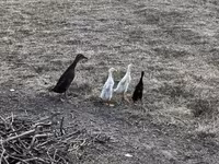 Indian Runner — photo 2