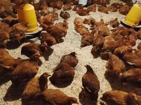Chickens — Maďarsko