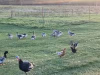 Geese — फ़ोटो 2