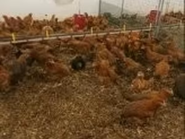 Chickens