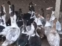 Ducks — फ़ोटो 1