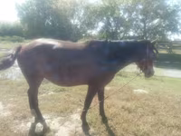 Jument, Horse breed — photo 1