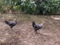 Chickens — foto 1