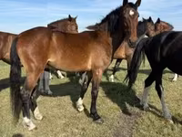 Kanca, Dutch warmblood horse — 1. fotó