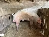 公猪, Pigs — 照片 1
