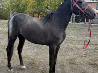 Koń, Orlov Trotter — zdjęcie 2