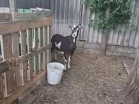母山羊, Goats — 照片 2