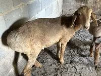 Juh, Katum sheep — 3. fotó