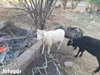 Widder, Merino sheep — Foto 4