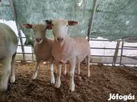 Schaf, Ile-de-France sheep — Foto 3