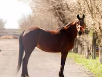 Klisna, Thoroughbred horse — foto 3