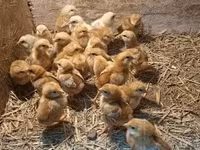 Chickens — الصورة 2