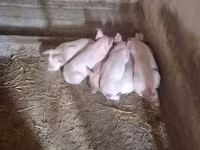 Kan, Sertések — 3. fotó