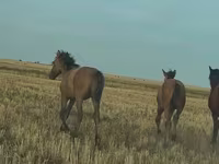 Horse (M), Bashkir horse — photo 8
