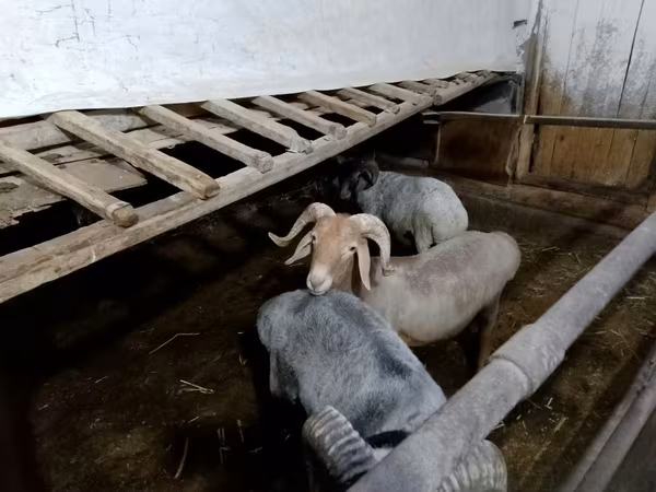 Sheep (batch, sex not specified), Sheep