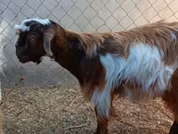 Cabro, Cabras — foto 4