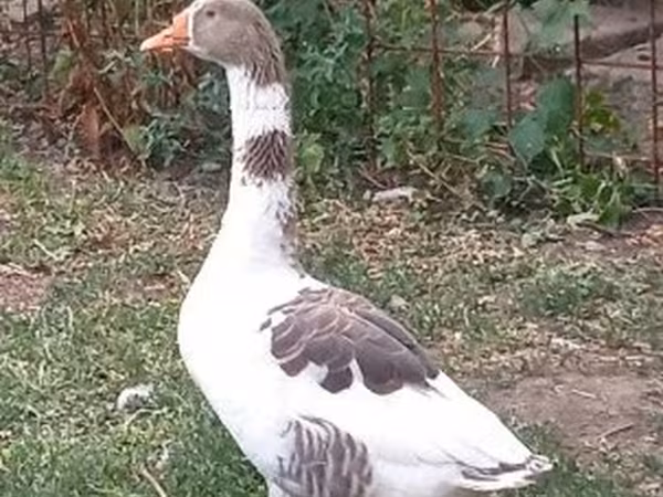 Geese
