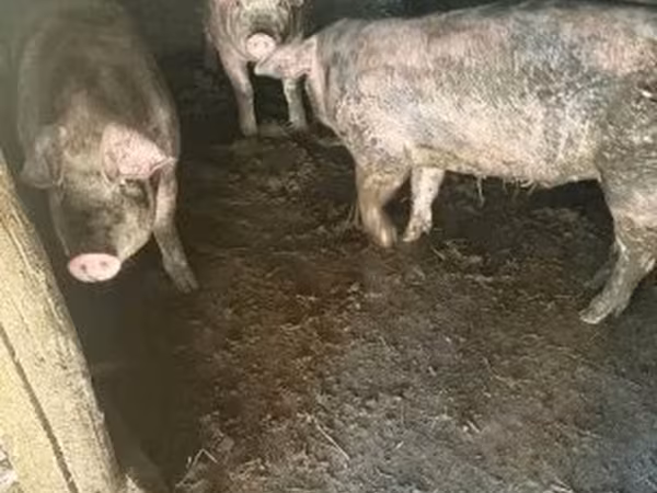 Pigs (batch, sex not specified), Pigs — Hungary