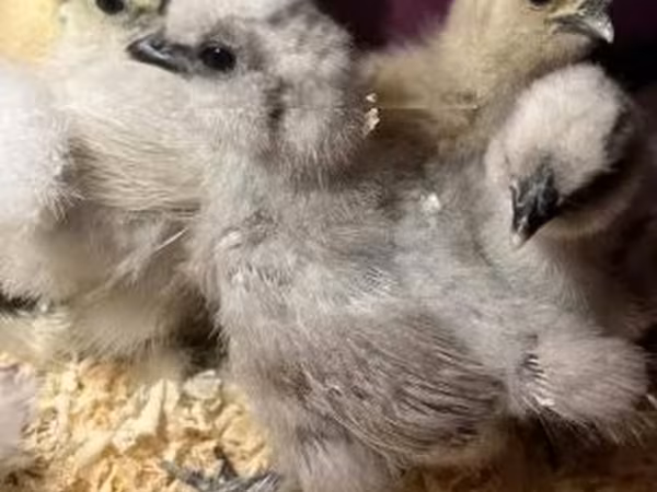 Silkie