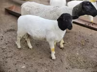 公羊, Dorper sheep — 照片 3