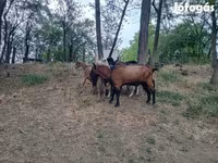 公山羊, Alpine goat — 照片 1