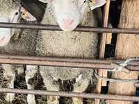 公羊, Ile-de-France sheep — 照片 5