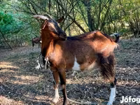 Goat, Goats — photo 1